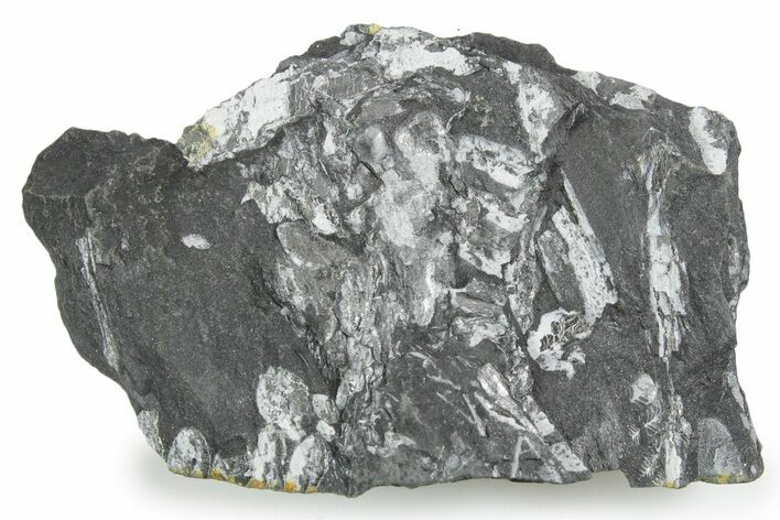 Fossil Seed Fern (Alethopteris) Plate - Pennsylvania #347691